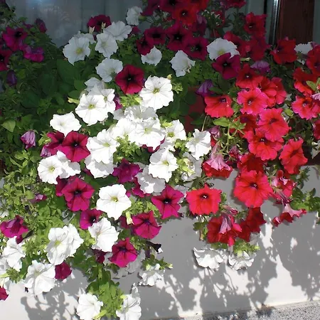 Garni Martina Hotel Carisolo
